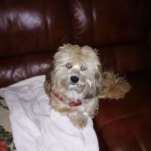 Meet your Posher, Chuck